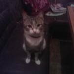 петров саша