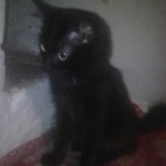 петрова вика